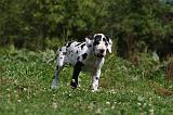 DOGUE ALLEMAND 249